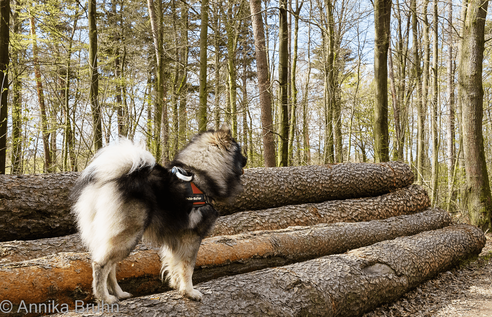 Q auf den Baumstämmen